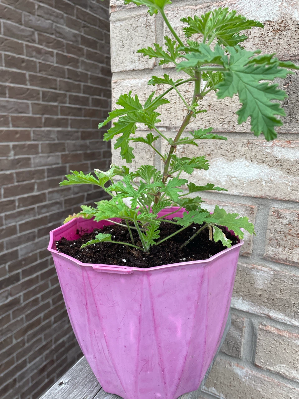 Citronella Plant in Pink Pot