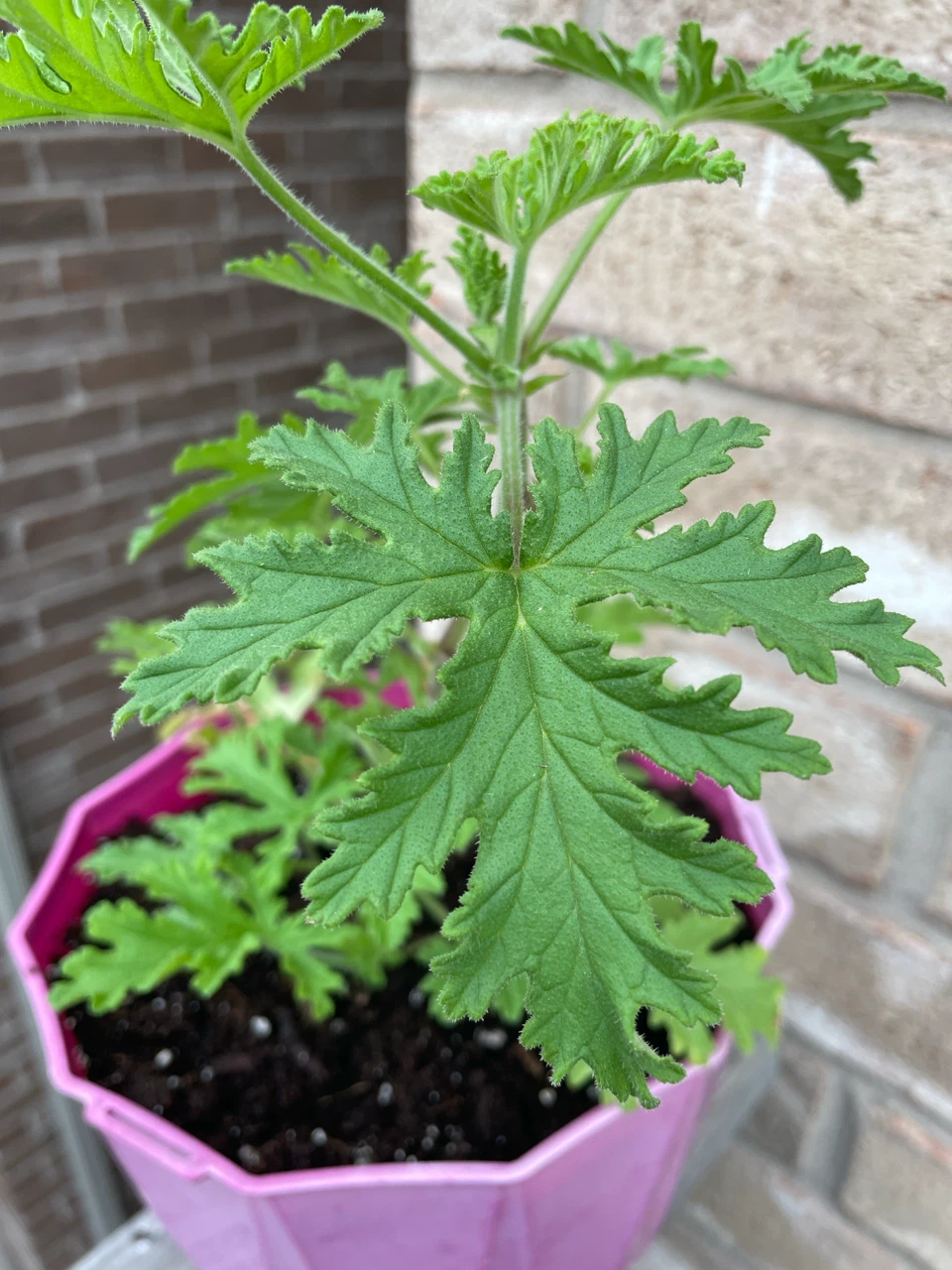 Citronella Plant in Pink Pot - photo 2