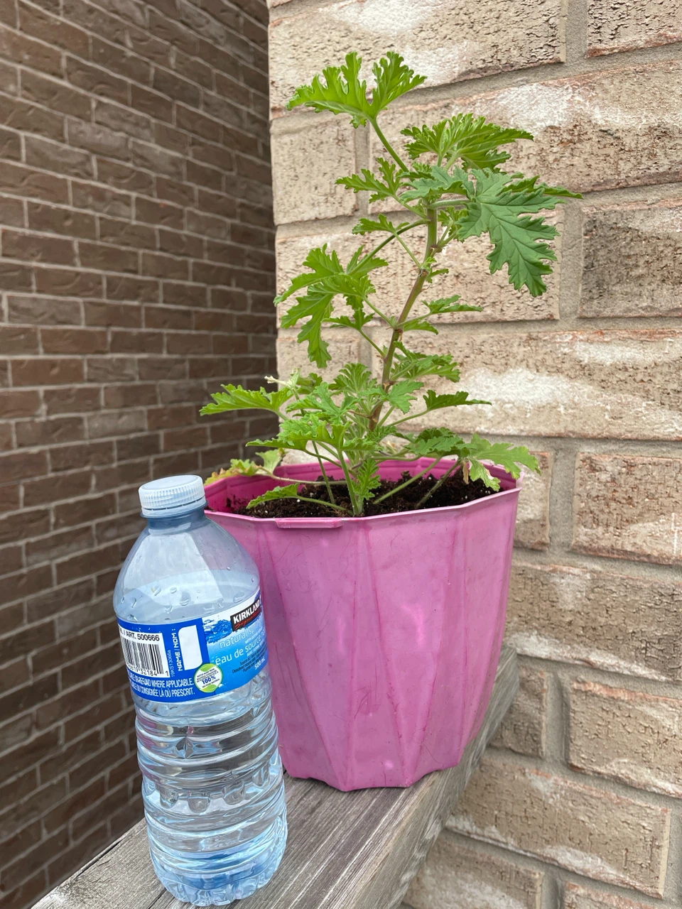 Citronella Plant in Pink Pot - photo 3