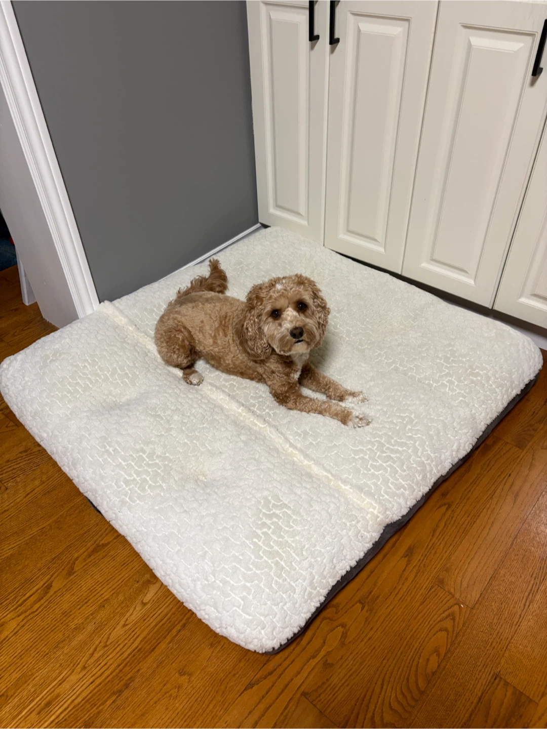 White Plush Dog Bed