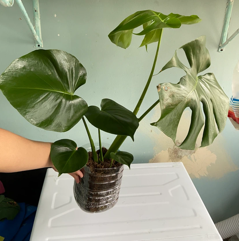Monstera Deliciosa Plant