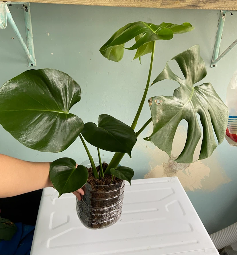 Monstera Deliciosa Plant - photo 2