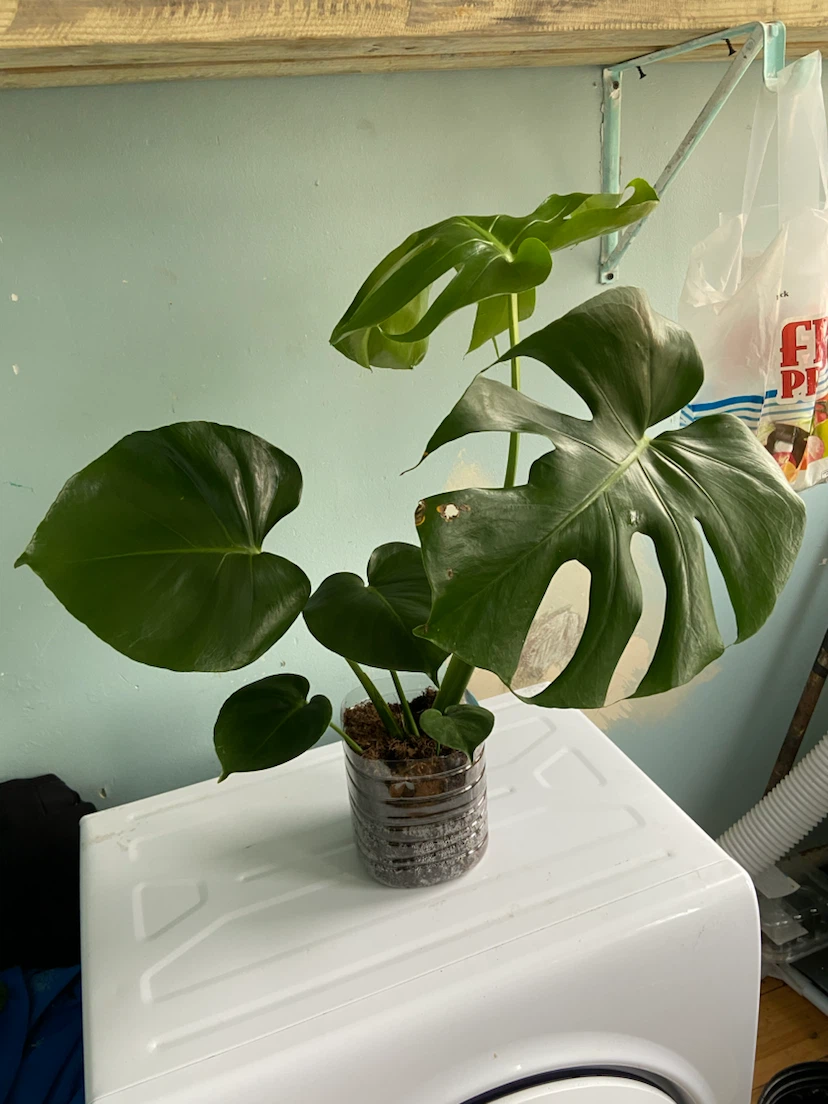 Monstera Deliciosa Plant - photo 3