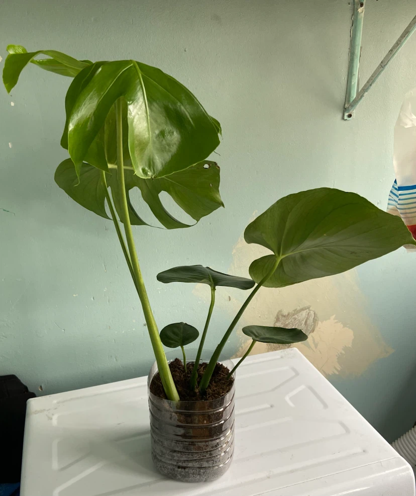 Monstera Deliciosa Plant - photo 4