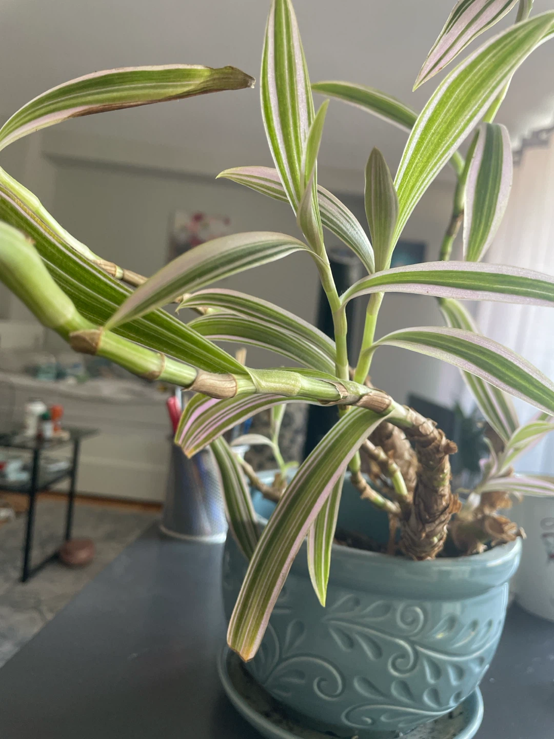 Tradescantia spathacea 'Tricolor’