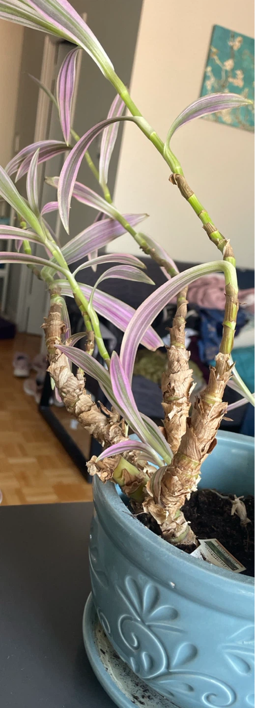 Tradescantia spathacea 'Tricolor’ - photo 2