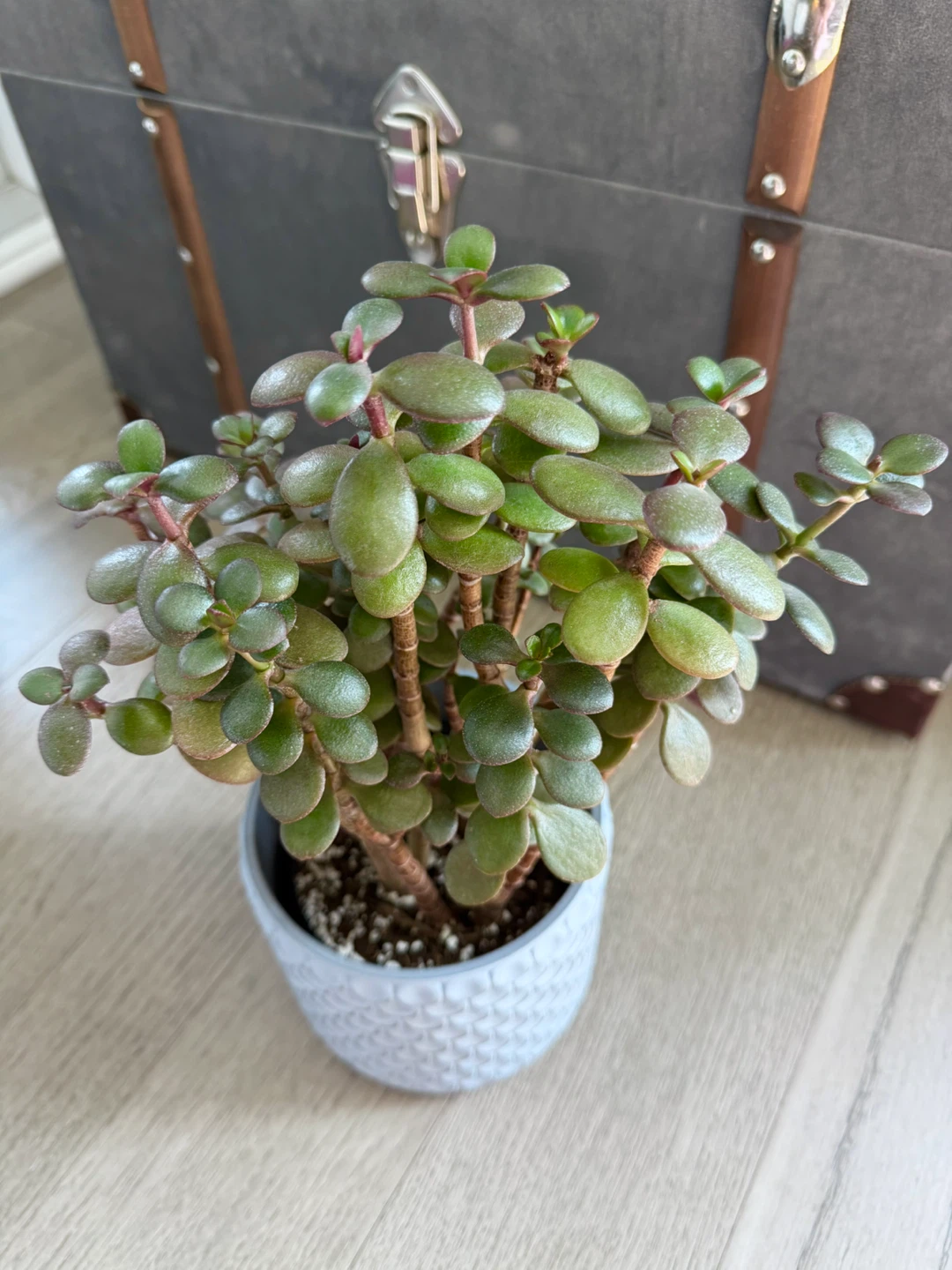 Healthy Jade Plant Multiple Stems in Decorative IKEA Pot