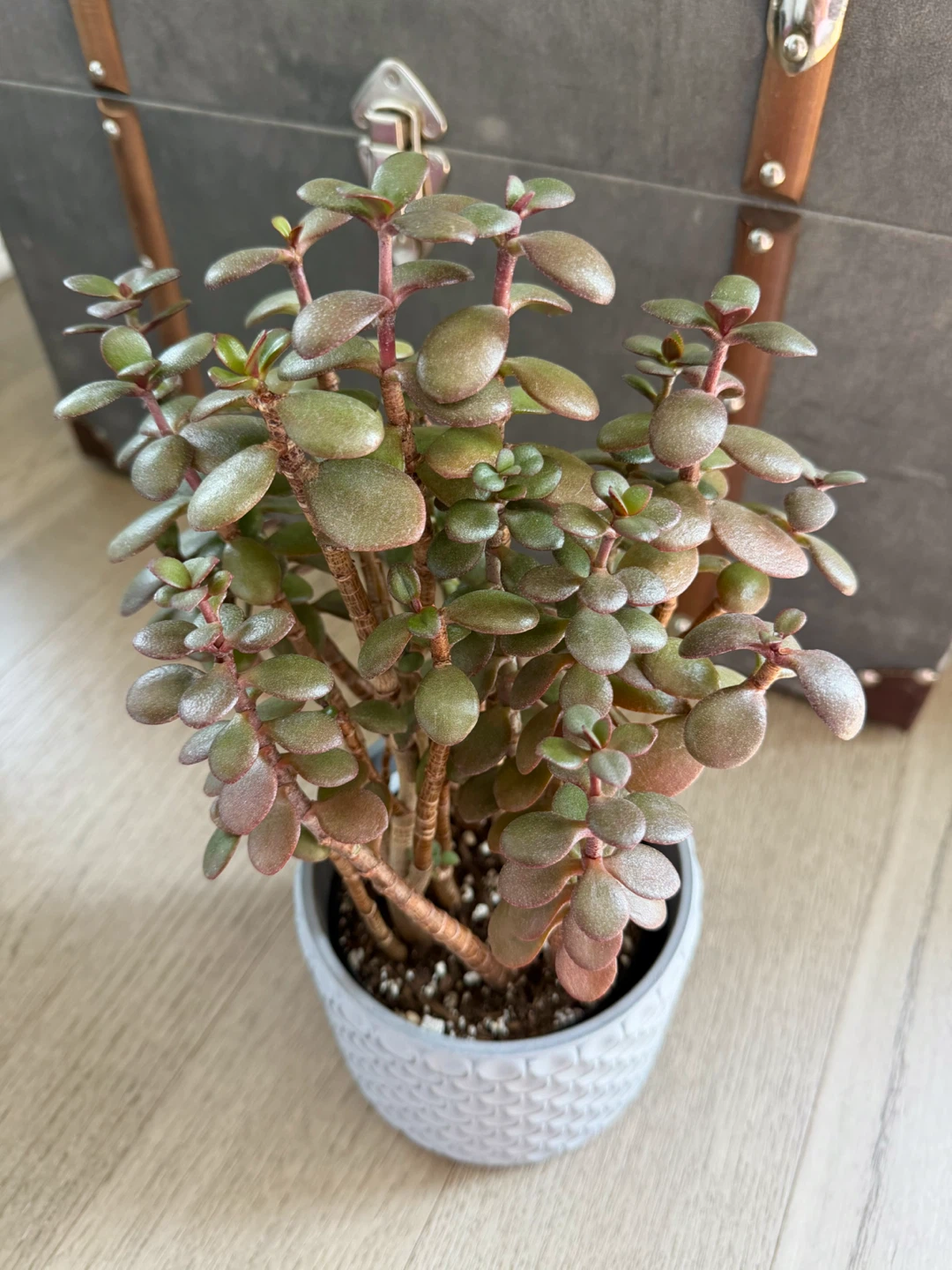 Healthy Jade Plant Multiple Stems in Decorative IKEA Pot - photo 2