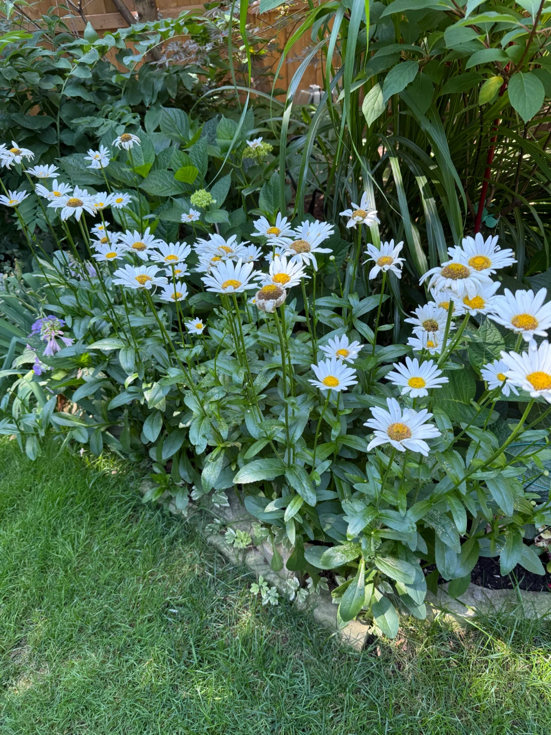 Shasta Daisies in garden bed - photo 2
