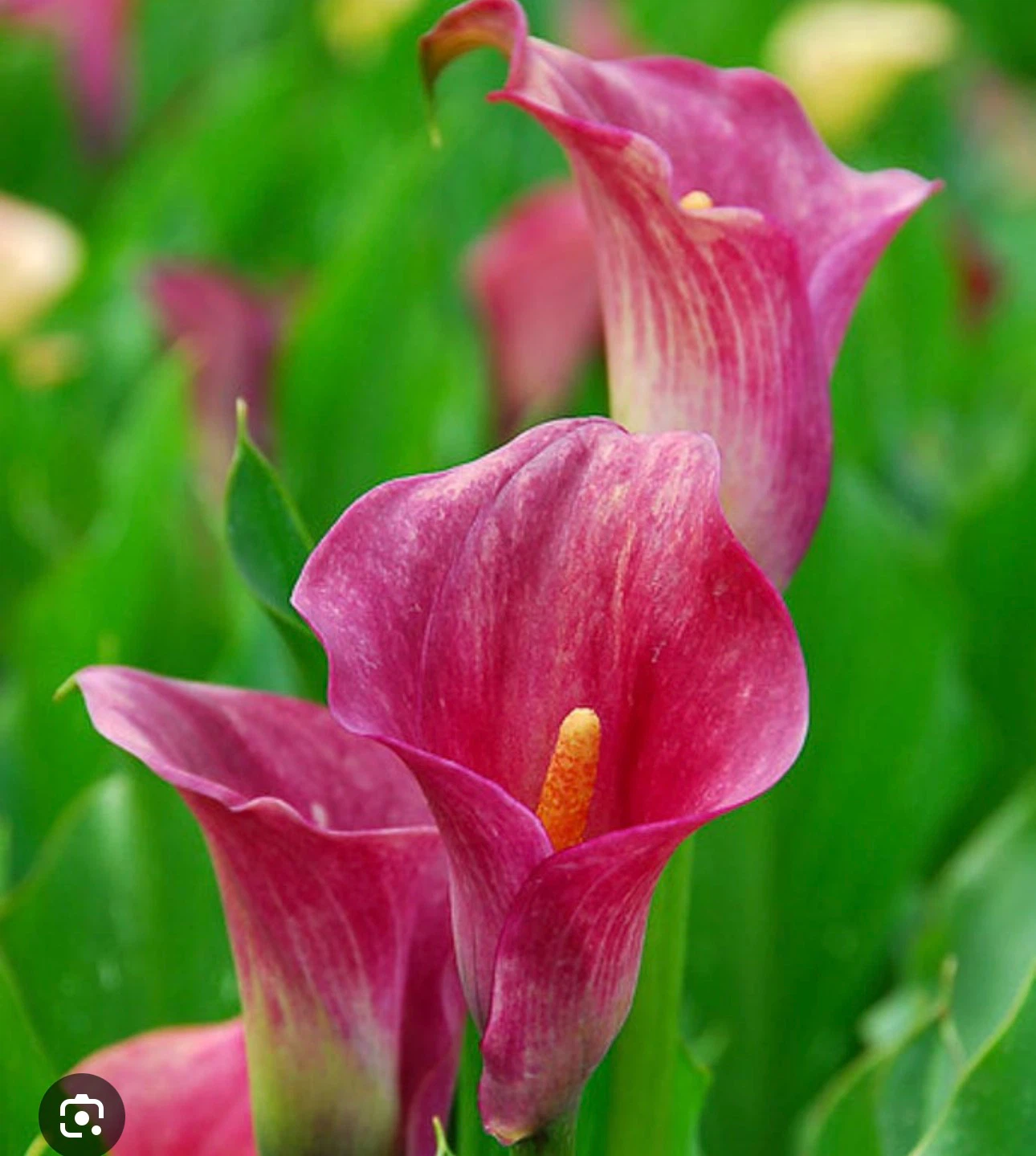 Calla Lily Plant - Pink Blooms
