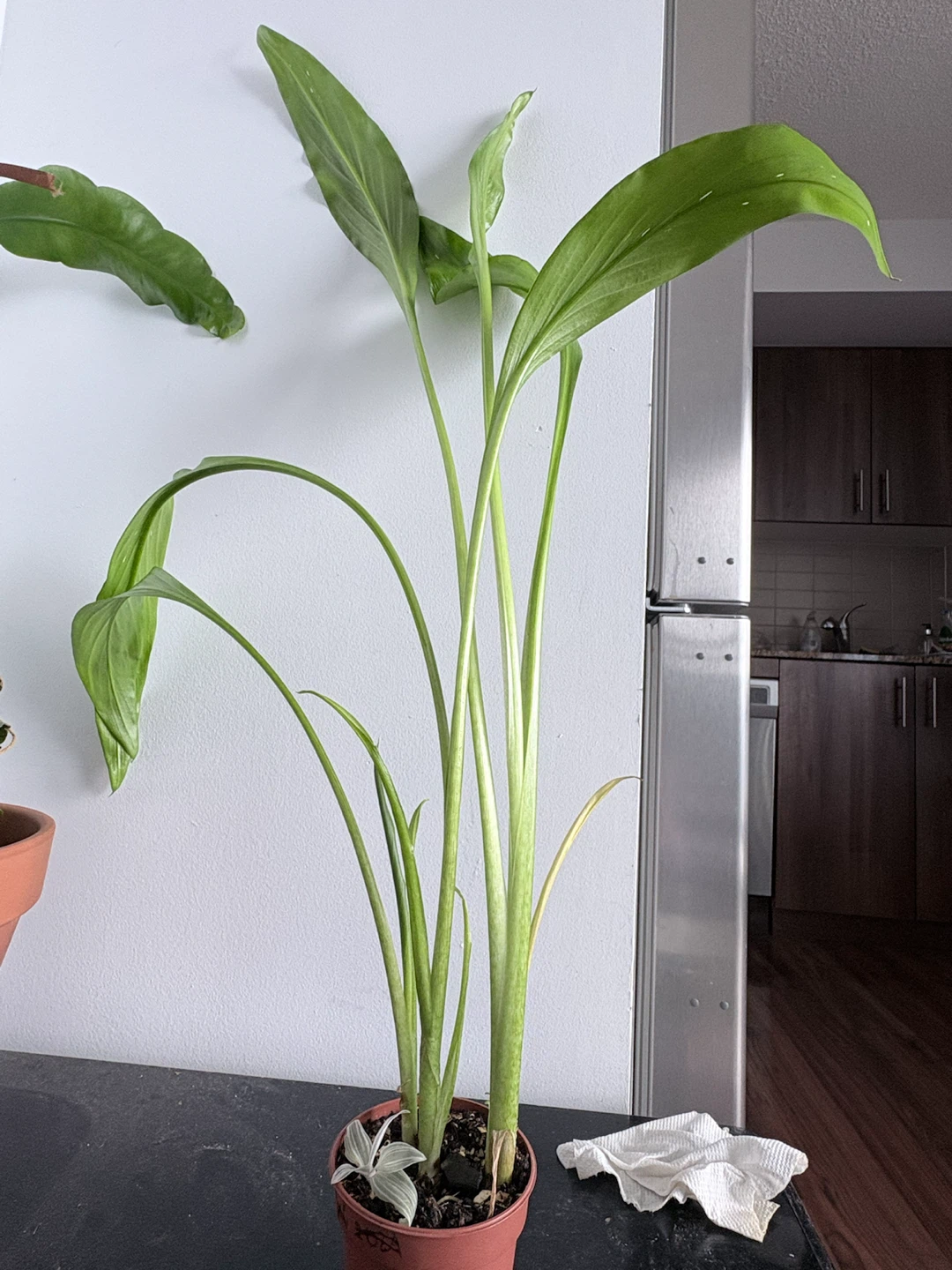 Calla Lily Plant - Pink Blooms - photo 2