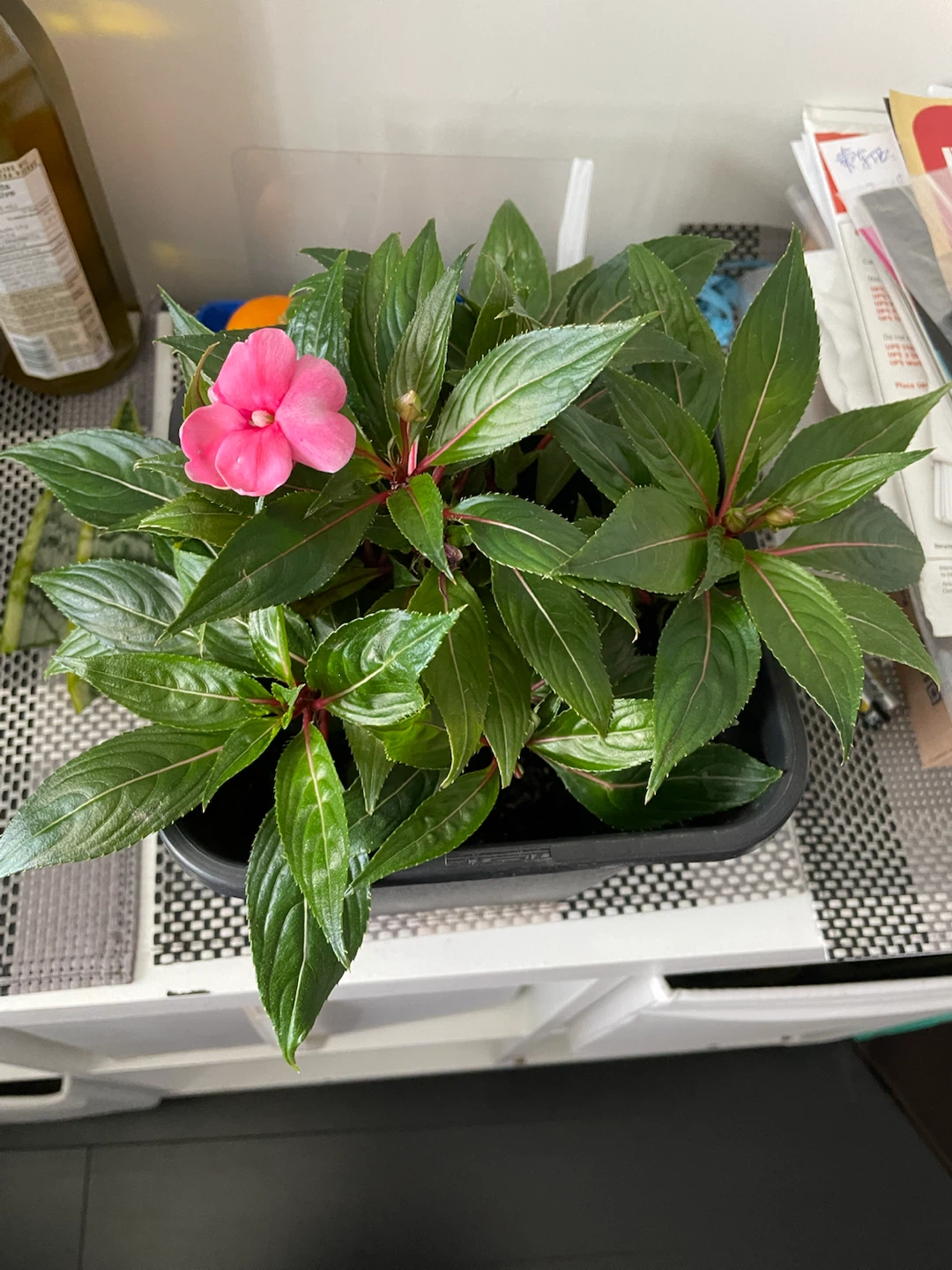 Potted Impatiens Plant