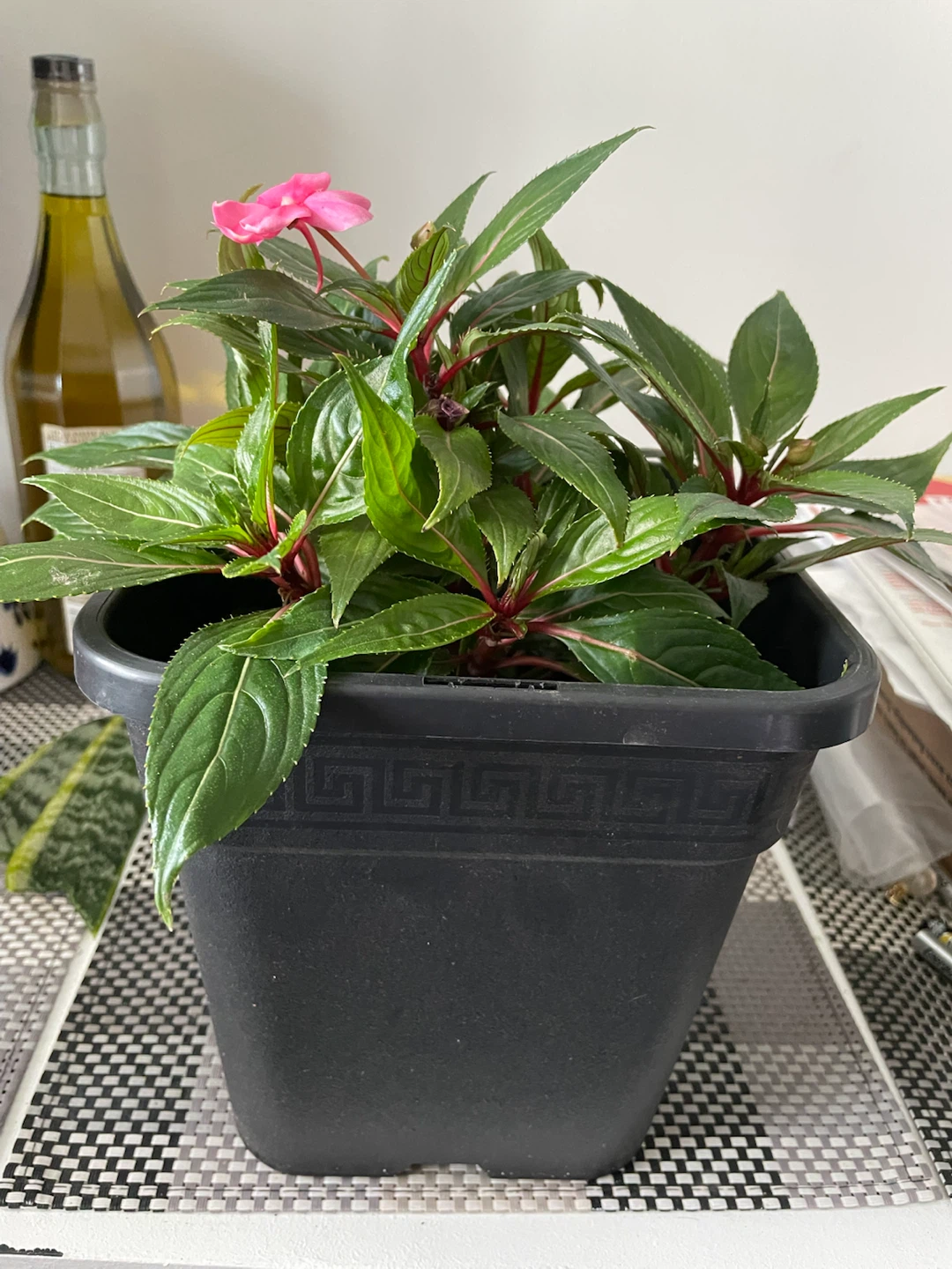 Potted Impatiens Plant - photo 2