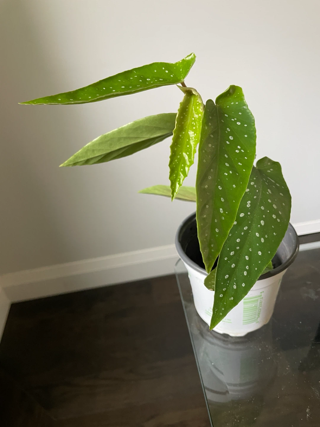 Begonia Tamaya