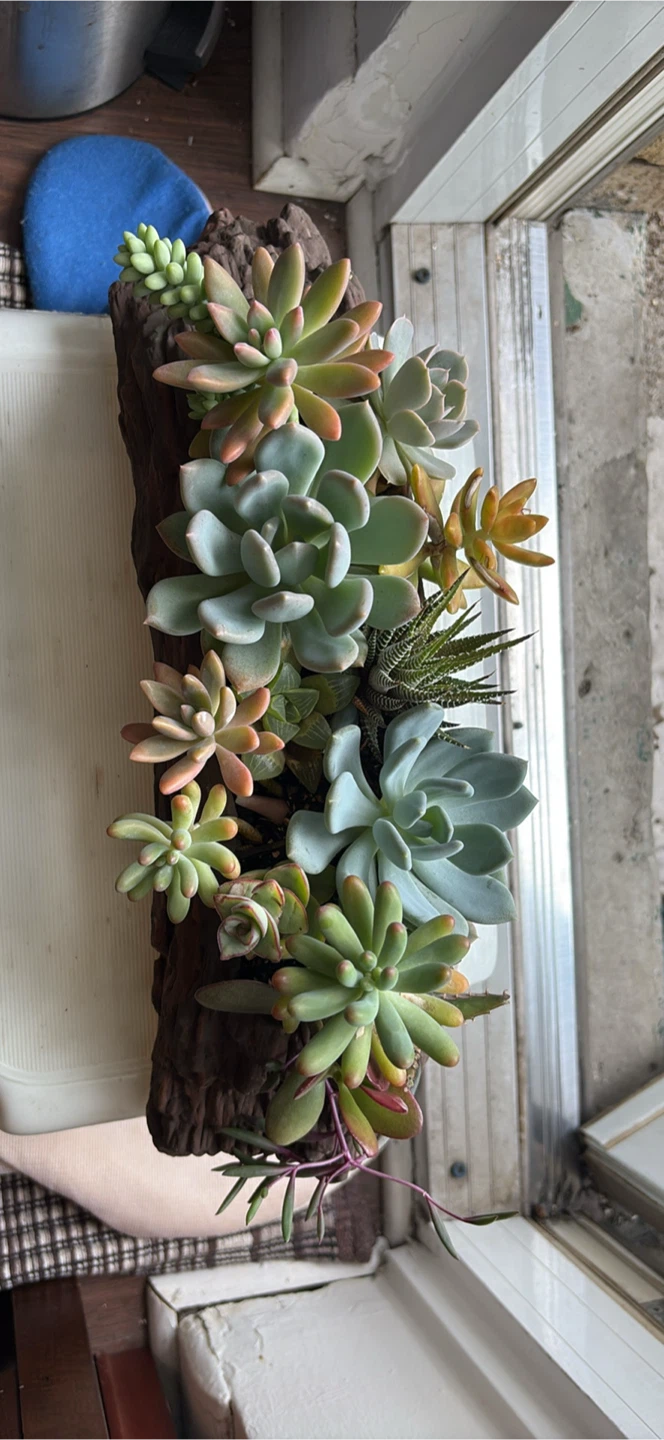 Succulent Arrangement in Faux Wood Planter