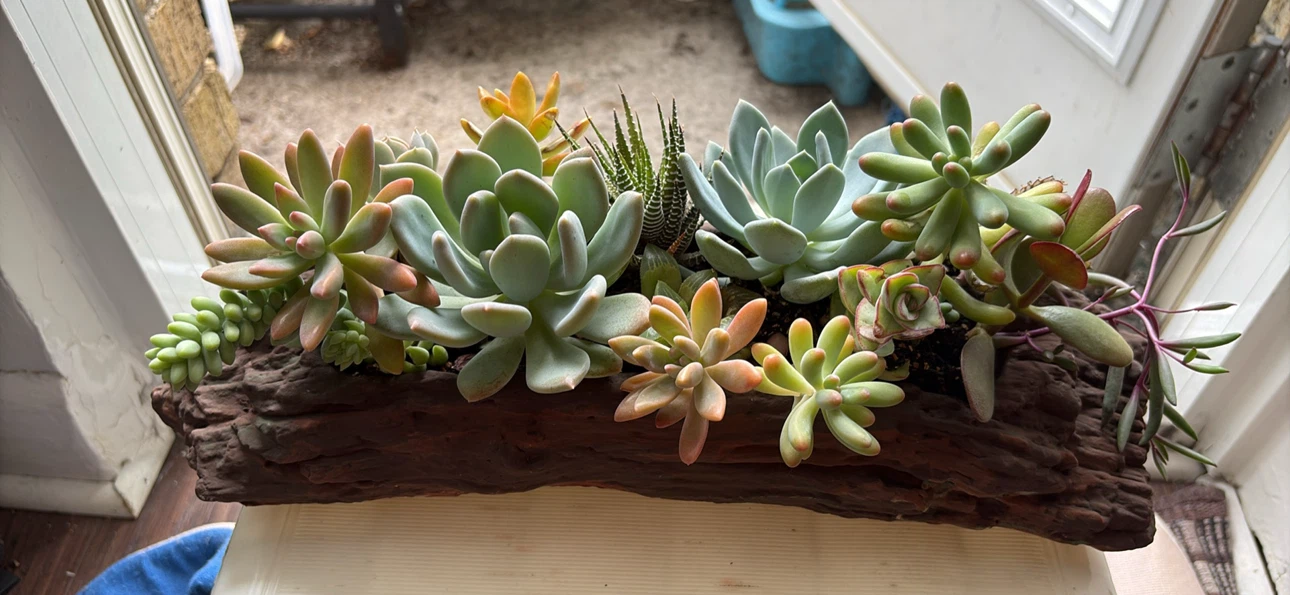 Succulent Arrangement in Faux Wood Planter - photo 2