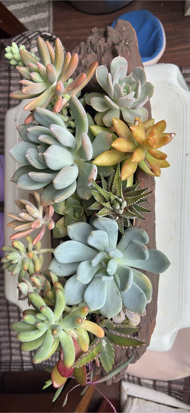 Succulent Arrangement in Faux Wood Planter - photo 3