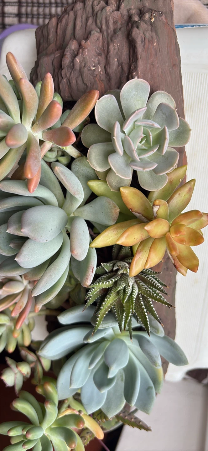 Succulent Arrangement in Faux Wood Planter - photo 4