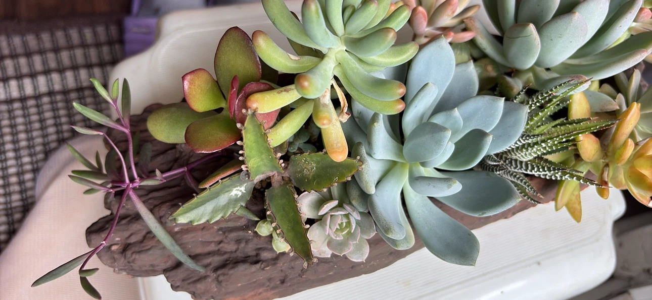 Succulent Arrangement in Faux Wood Planter - photo 5
