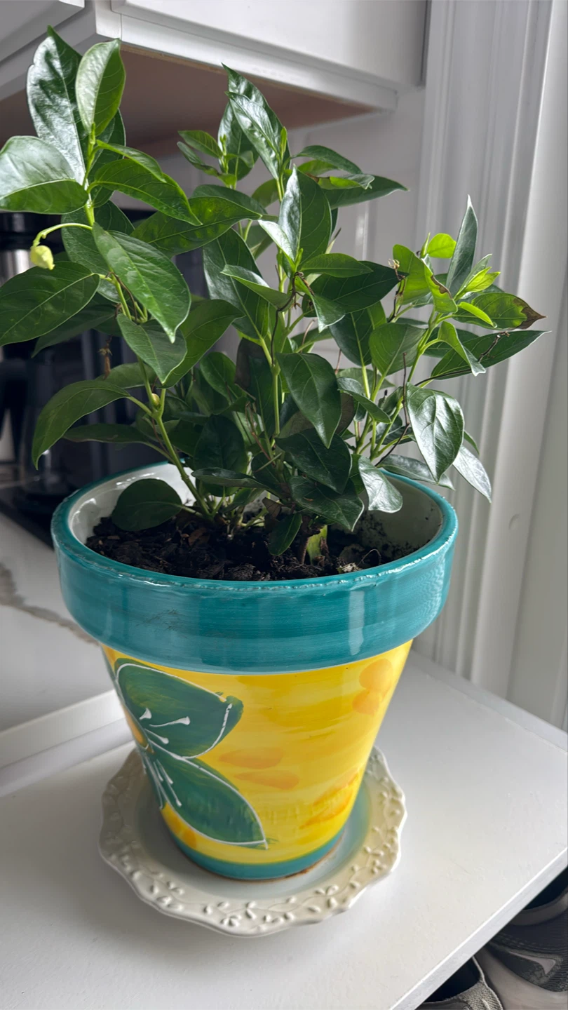 Decorative Yellow and Teal Flower Pot - photo 4