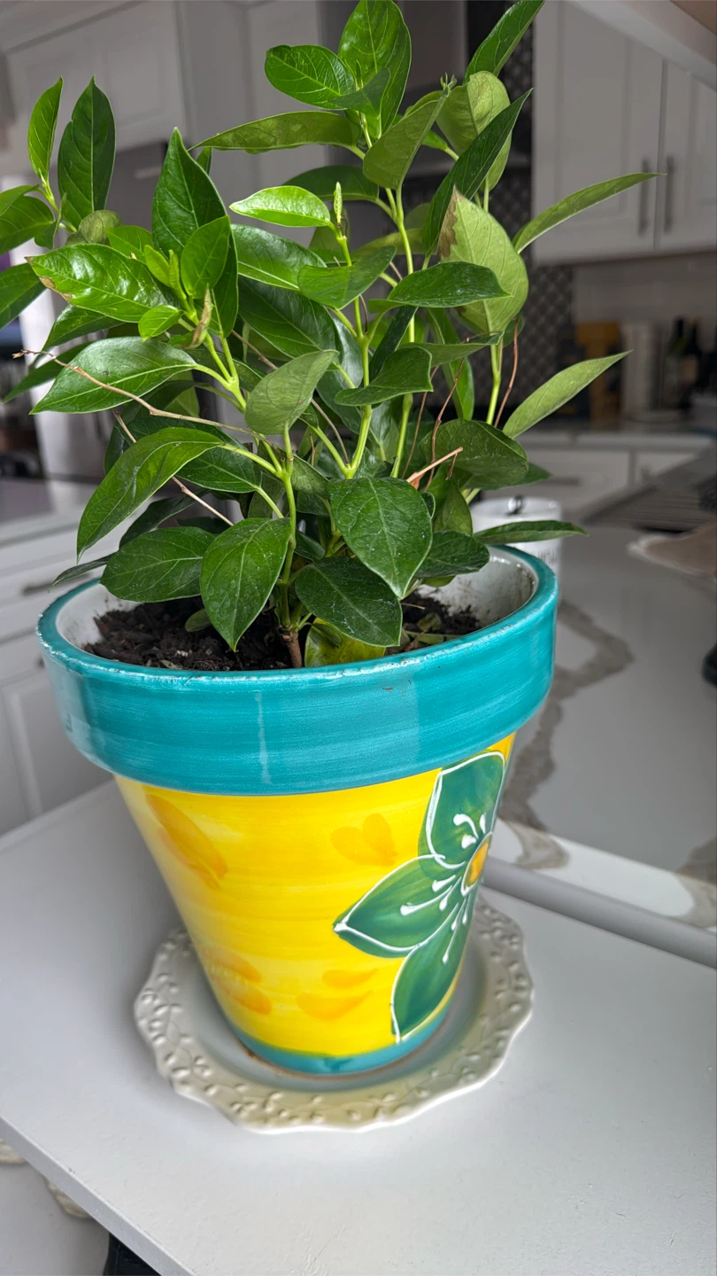 Decorative Yellow and Teal Flower Pot - photo 5