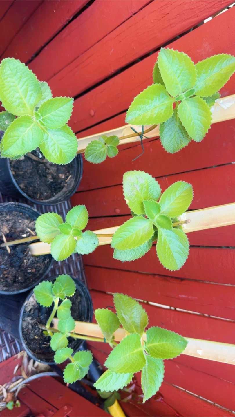 Oregano poleo