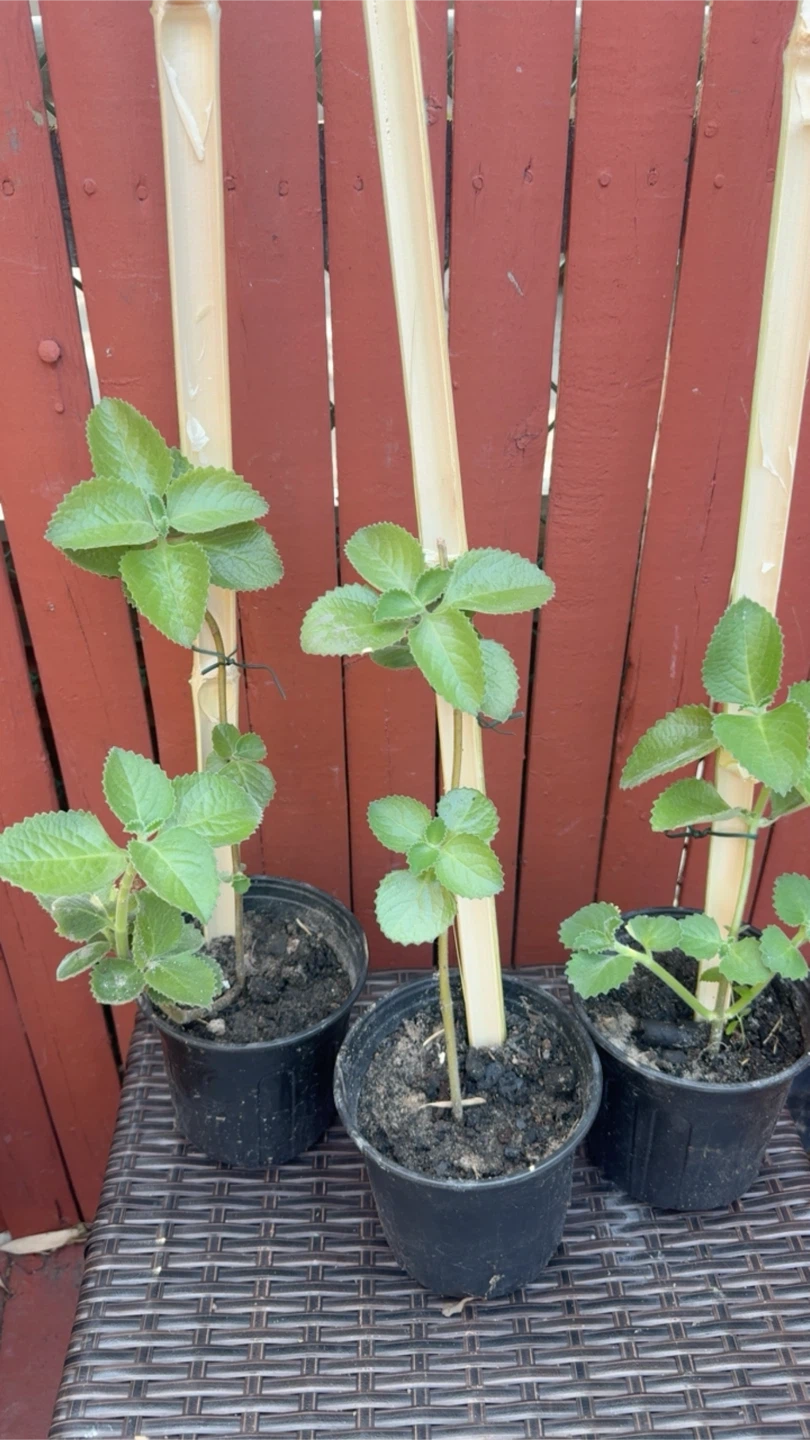 Oregano poleo - photo 2