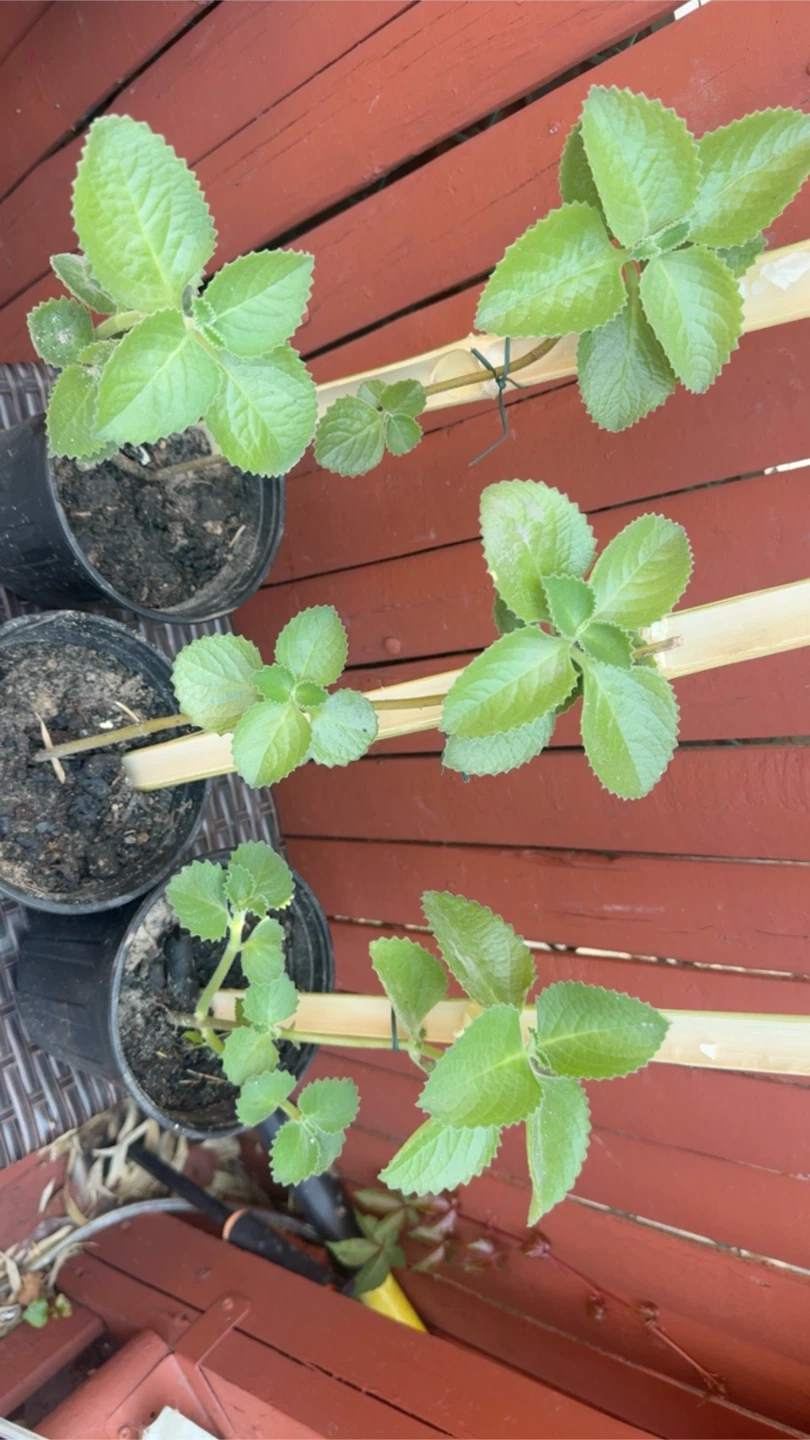 Oregano poleo - photo 3