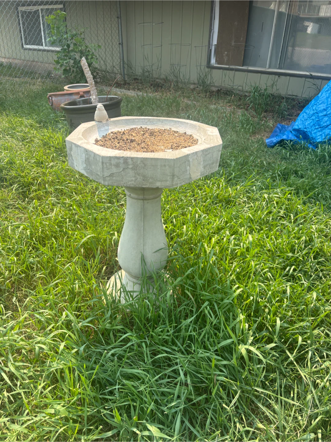 Concrete Bird Bath