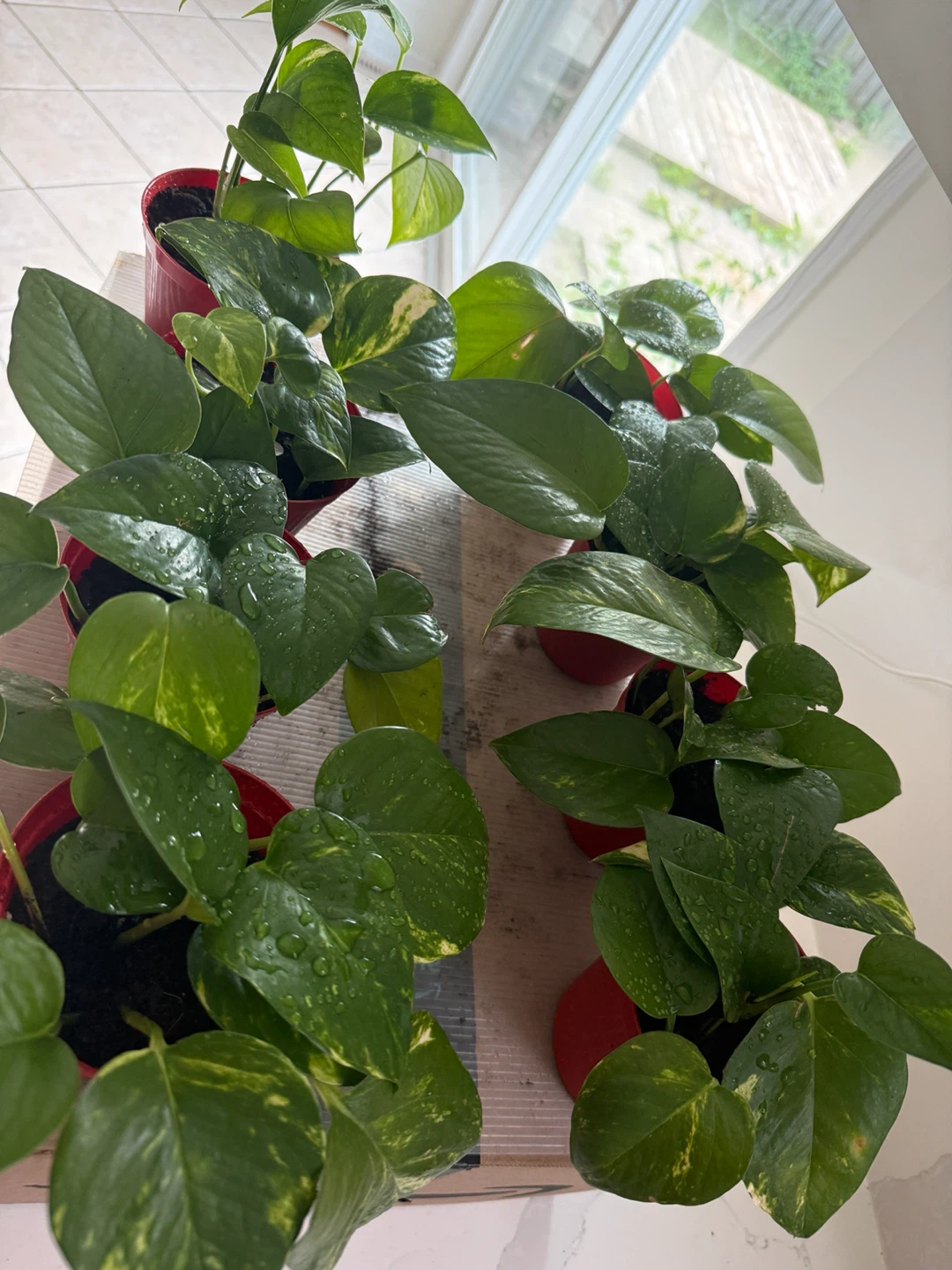 Pothos Plants in Red Pots