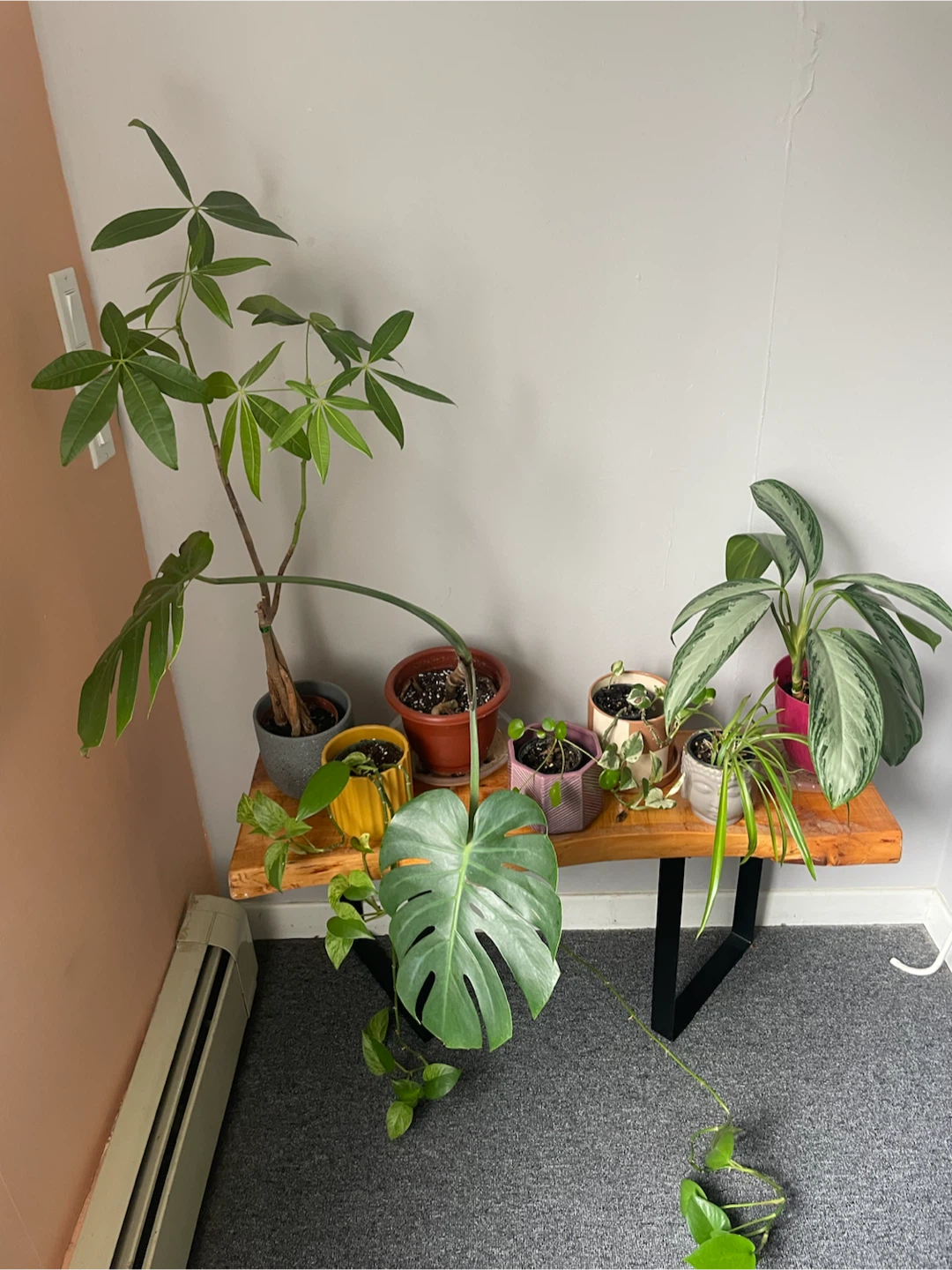 All of plants set with pod