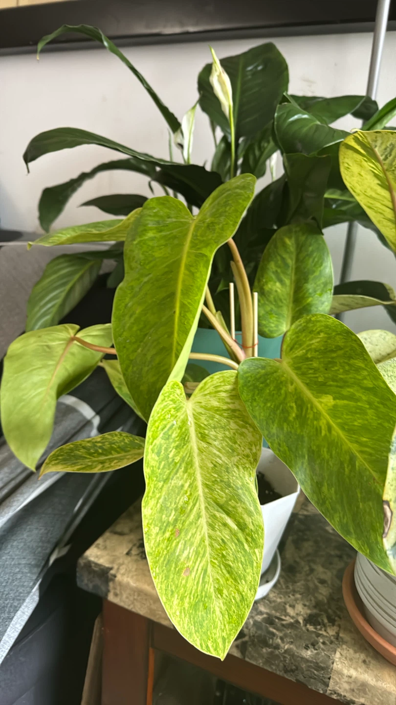 Philodendron Painted Lady