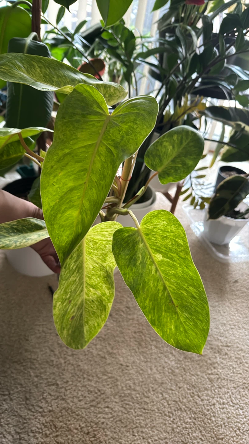 Philodendron Painted Lady - photo 2