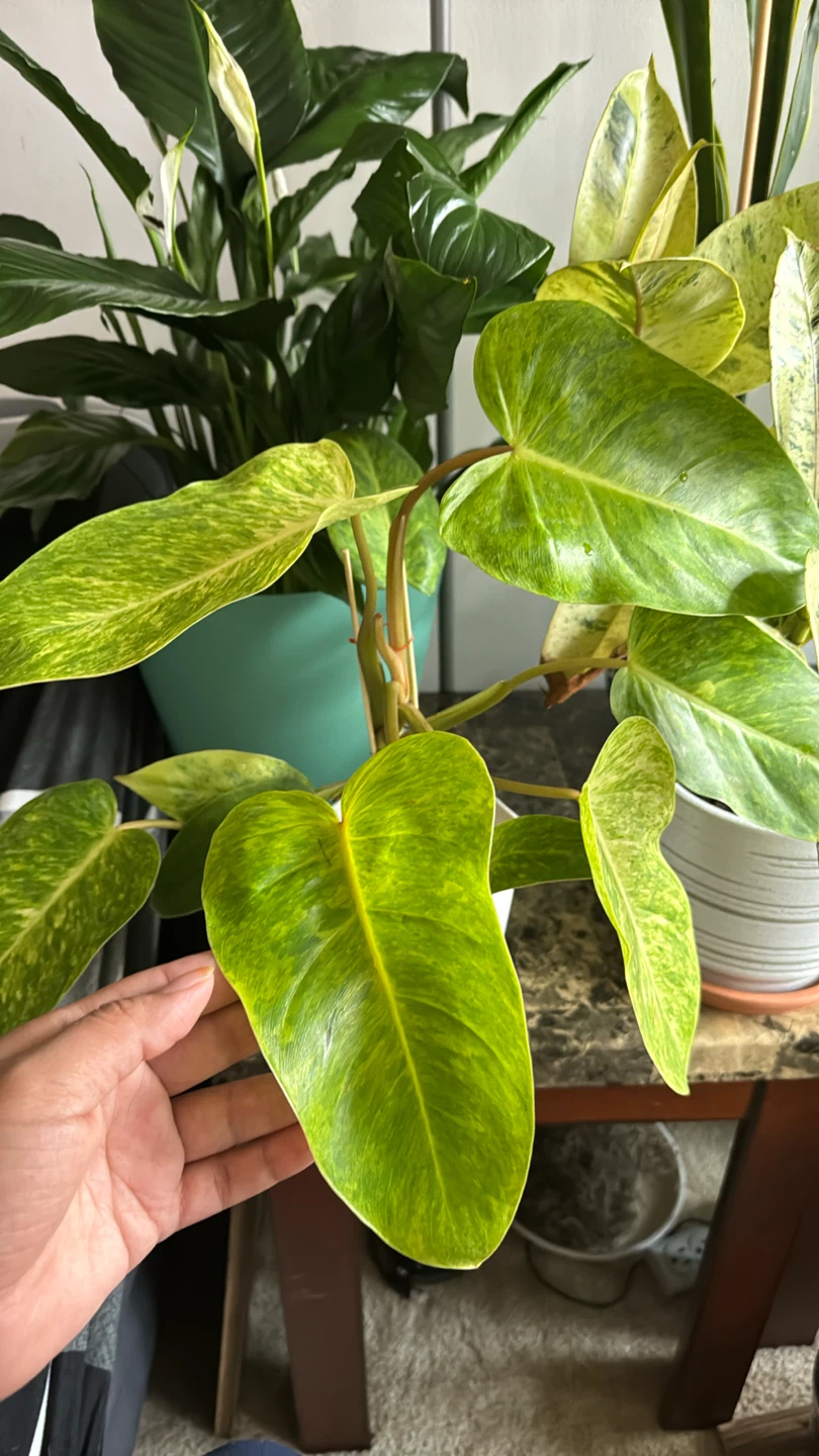 Philodendron Painted Lady - photo 3
