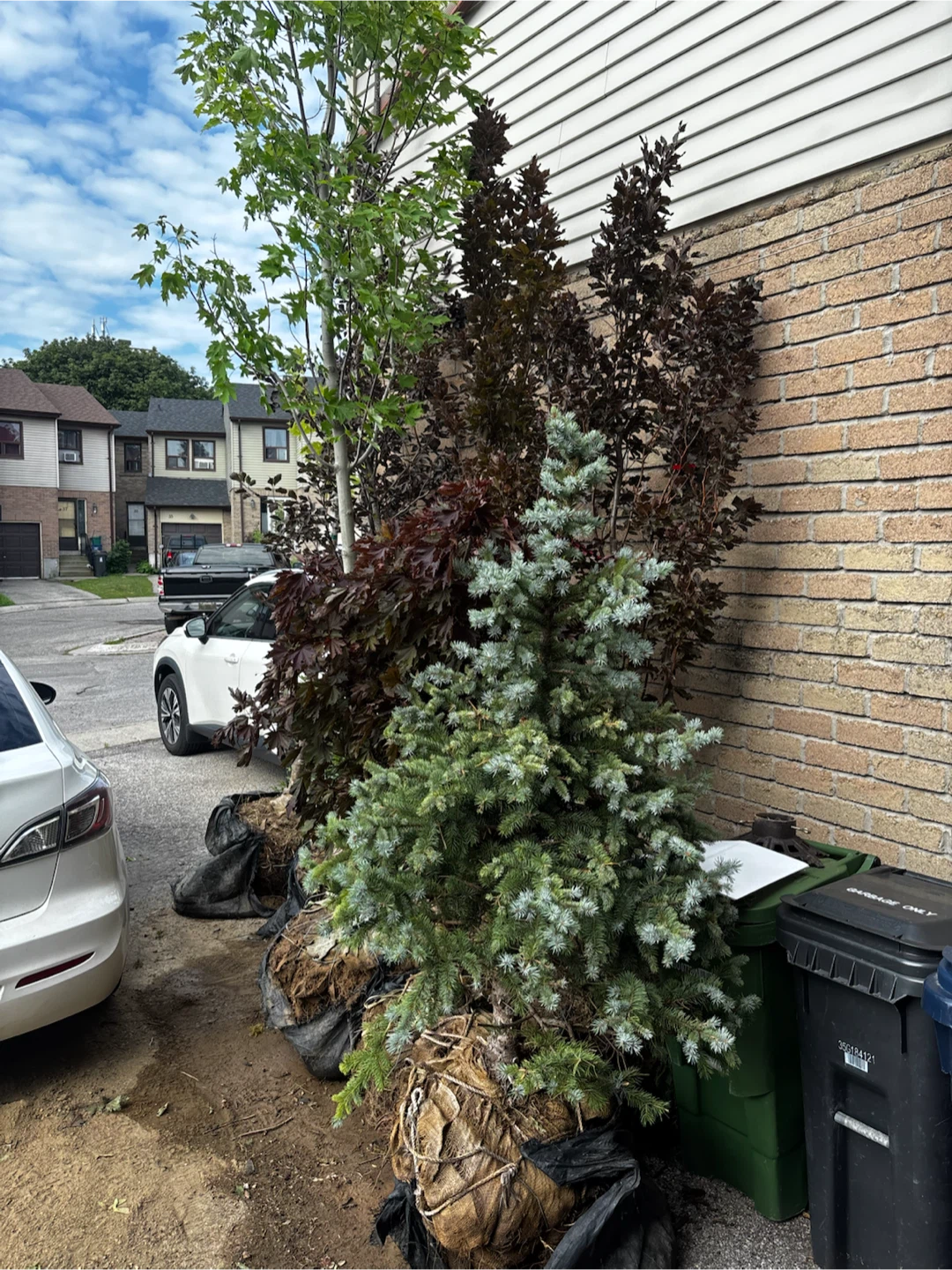 Young trees make offer for all or just 1