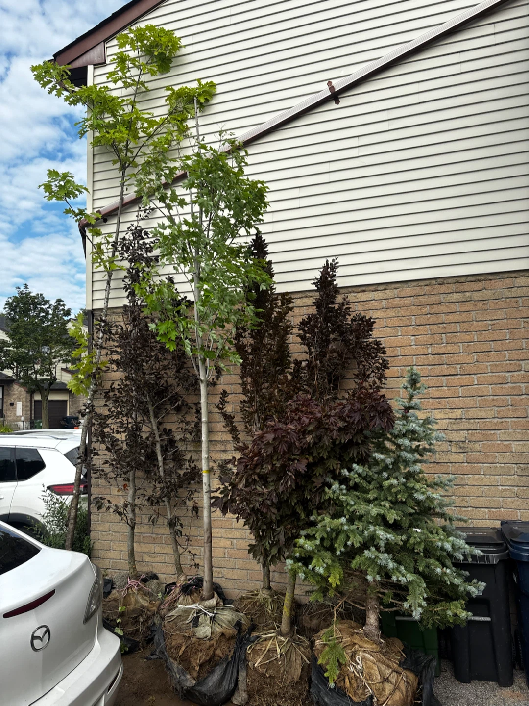 Young trees make offer for all or just 1 - photo 2