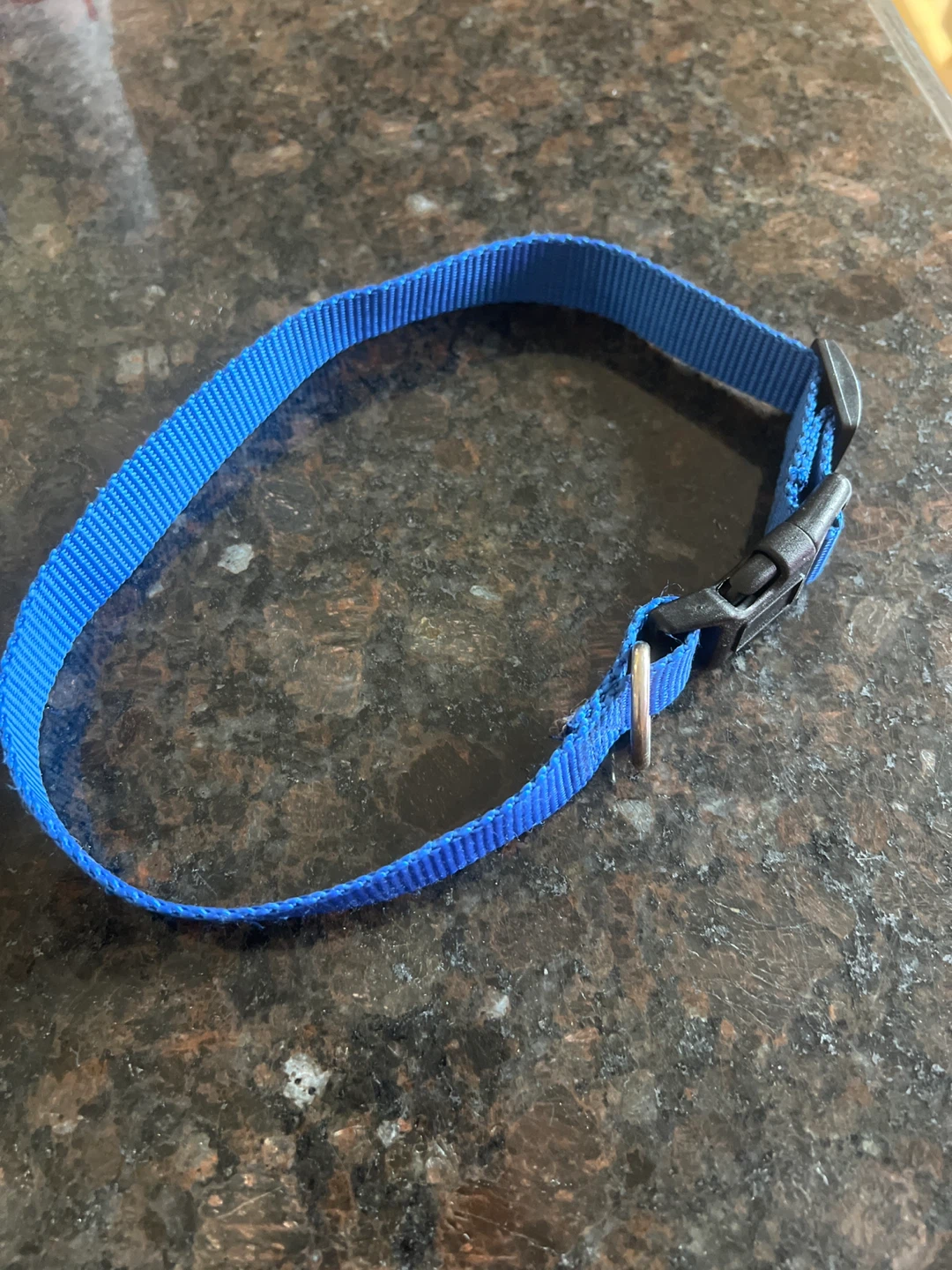 Blue Nylon Dog Collar with Buckle