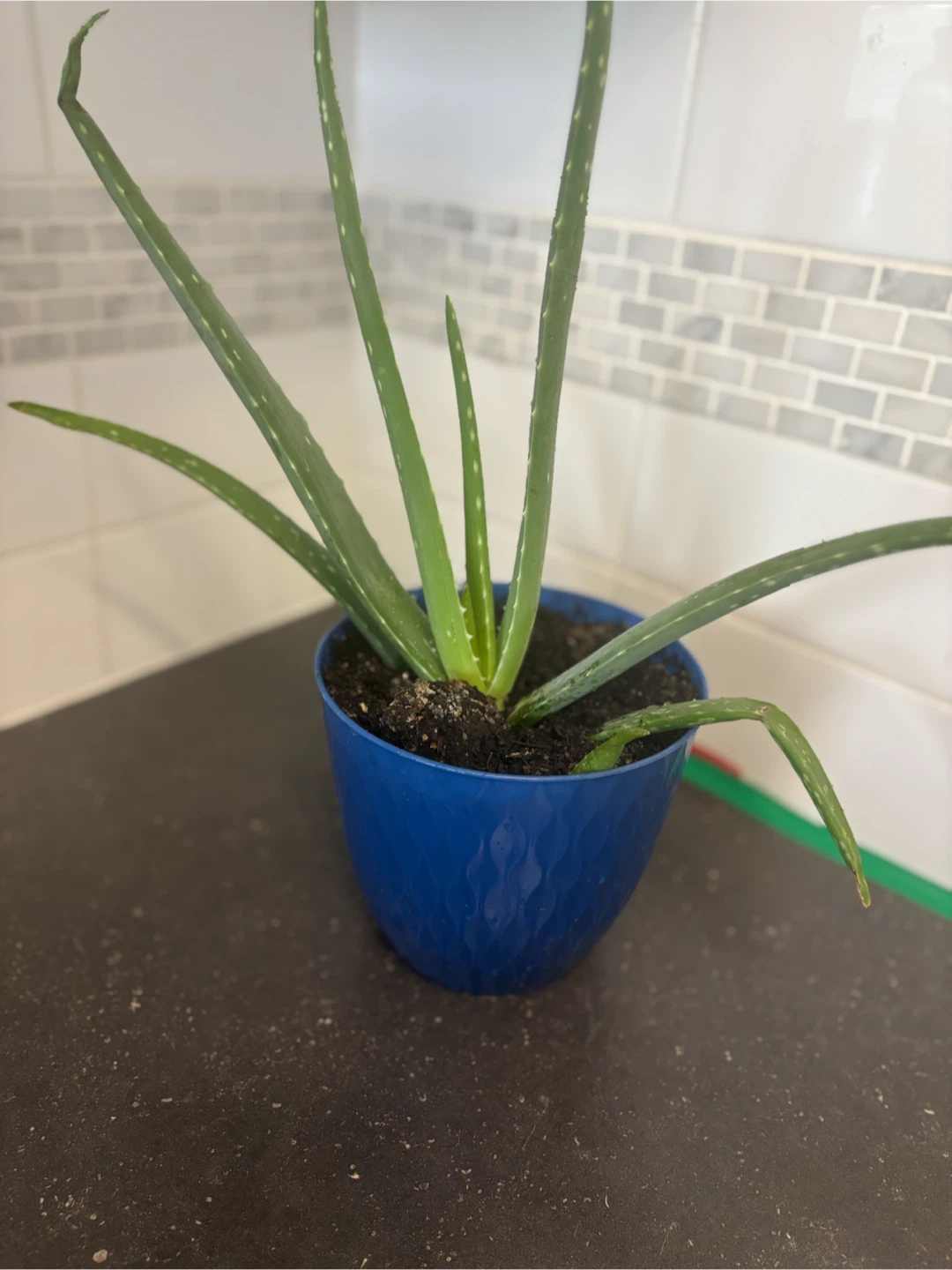 Aloe Vera Plant in Blue Pot