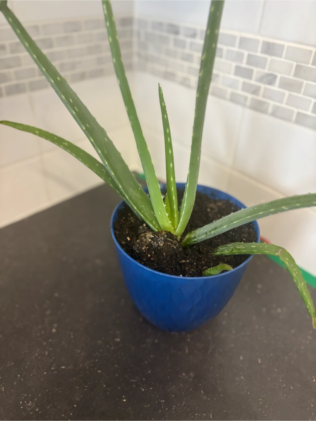 Aloe Vera Plant in Blue Pot - photo 2