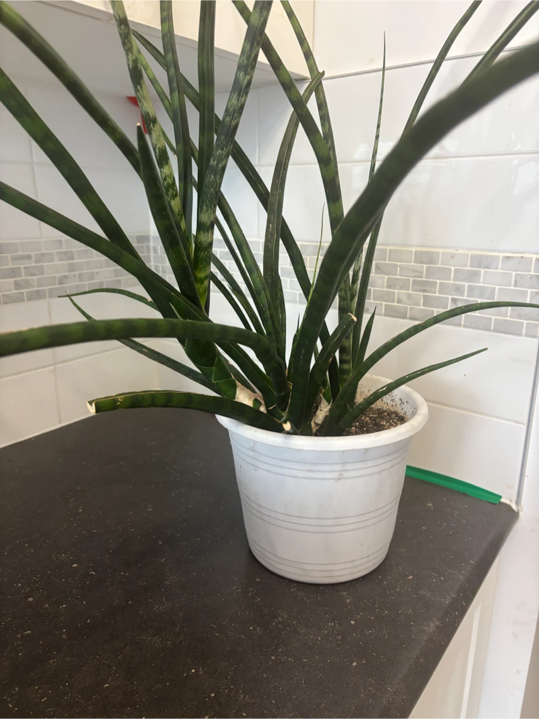 Potted Snake Plant