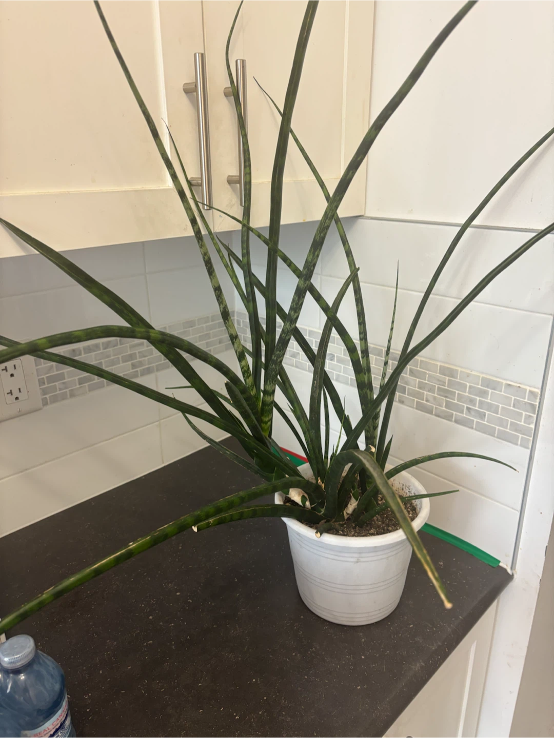 Potted Snake Plant - photo 2