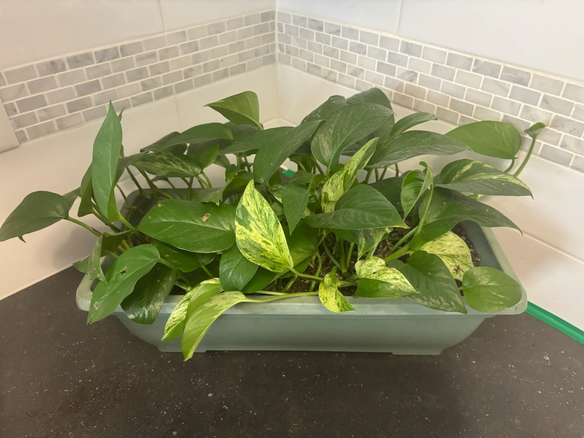 Pothos Plant in Rectangular Planter