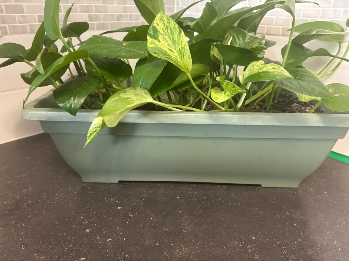 Pothos Plant in Rectangular Planter - photo 2