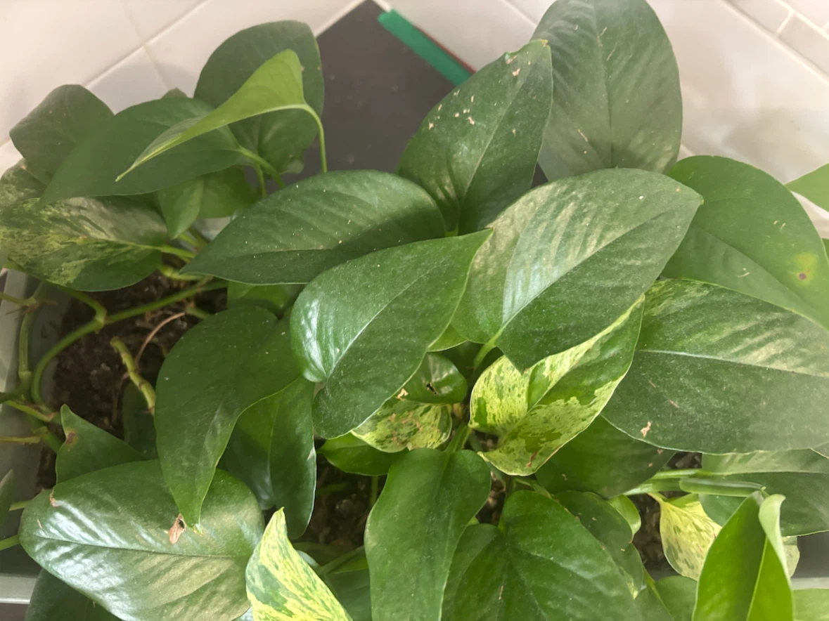 Pothos Plant in Rectangular Planter - photo 3