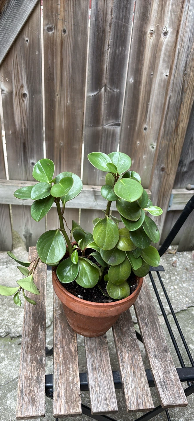 Peperomia Obtusifolia Plant