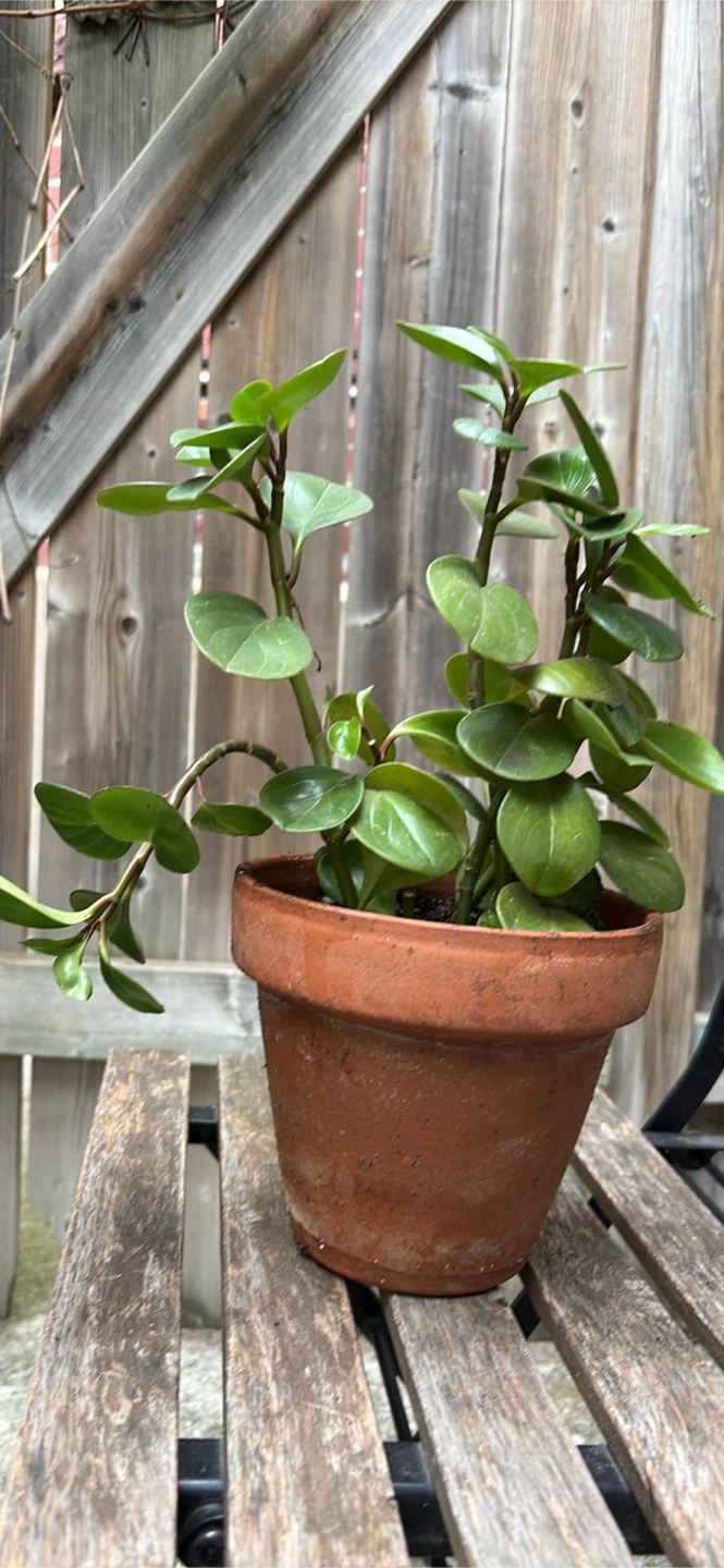 Peperomia Obtusifolia Plant - photo 2