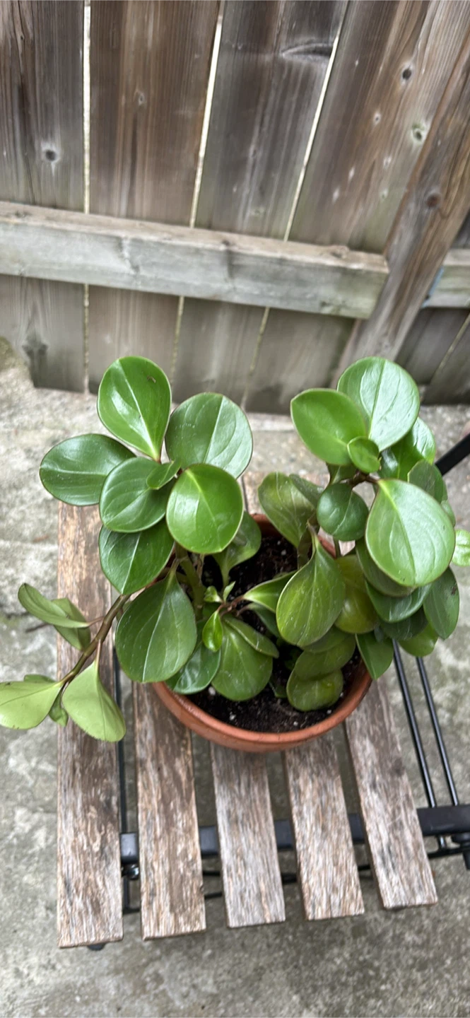 Peperomia Obtusifolia Plant - photo 3