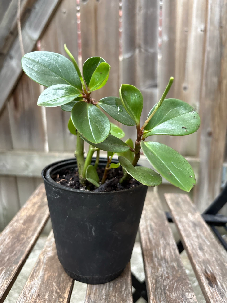 Peperomia plant