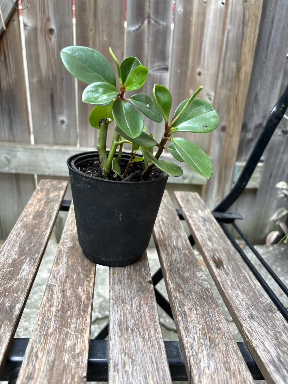 Peperomia plant - photo 2