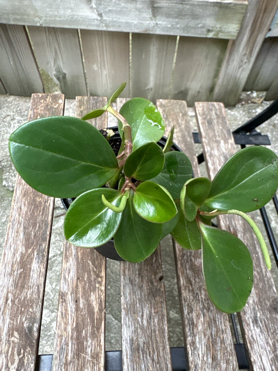 Peperomia plant - photo 3